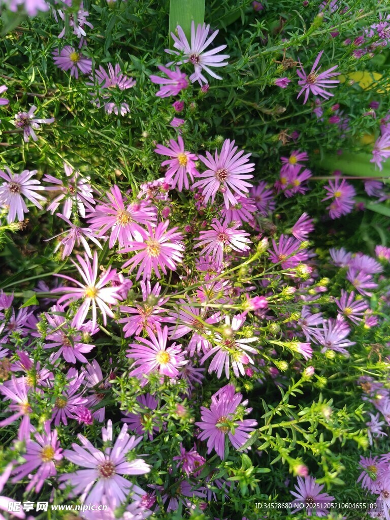 缤纷紫花绽放于绿意间