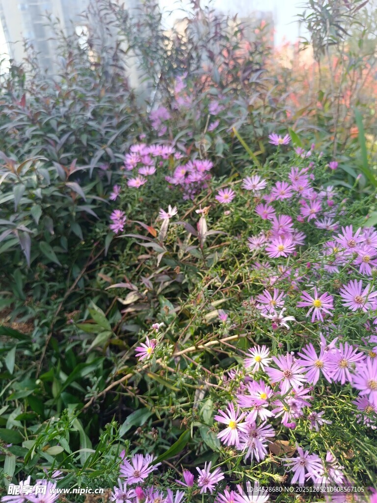 紫色野花绽放于草丛间