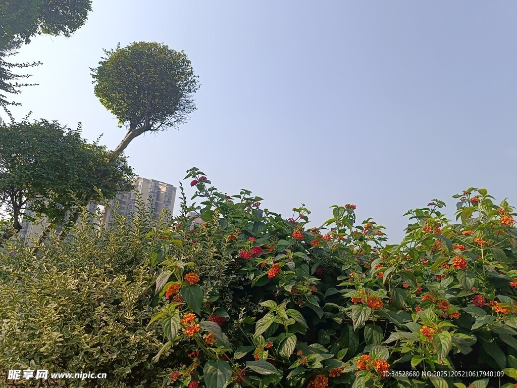 花园绿植与蓝天相映成趣