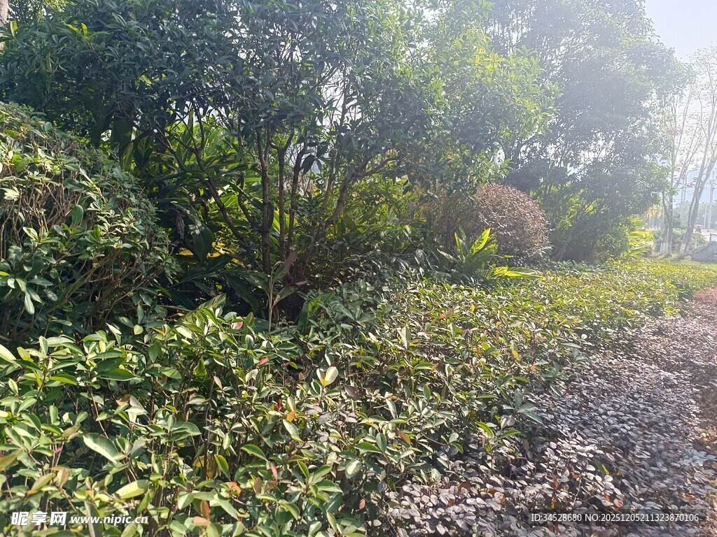 林间小道旁的繁茂绿植