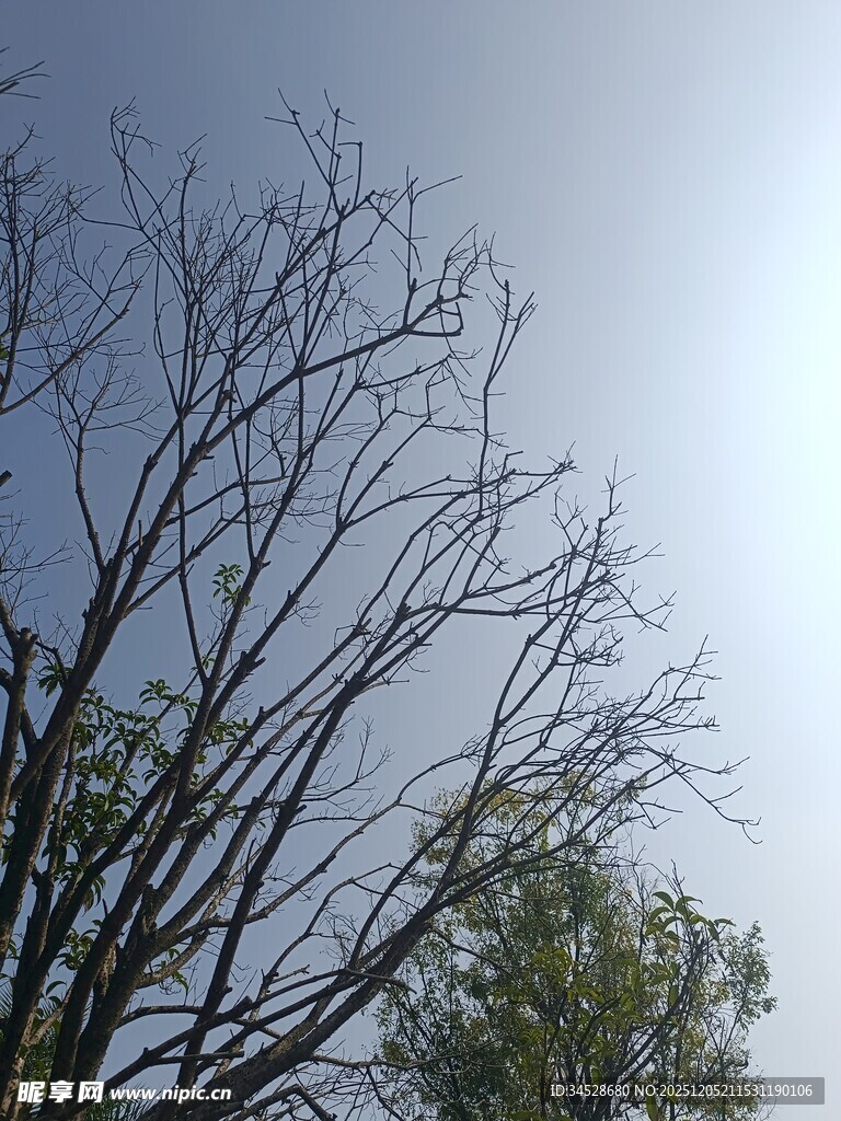光秃树枝与蓝天景象