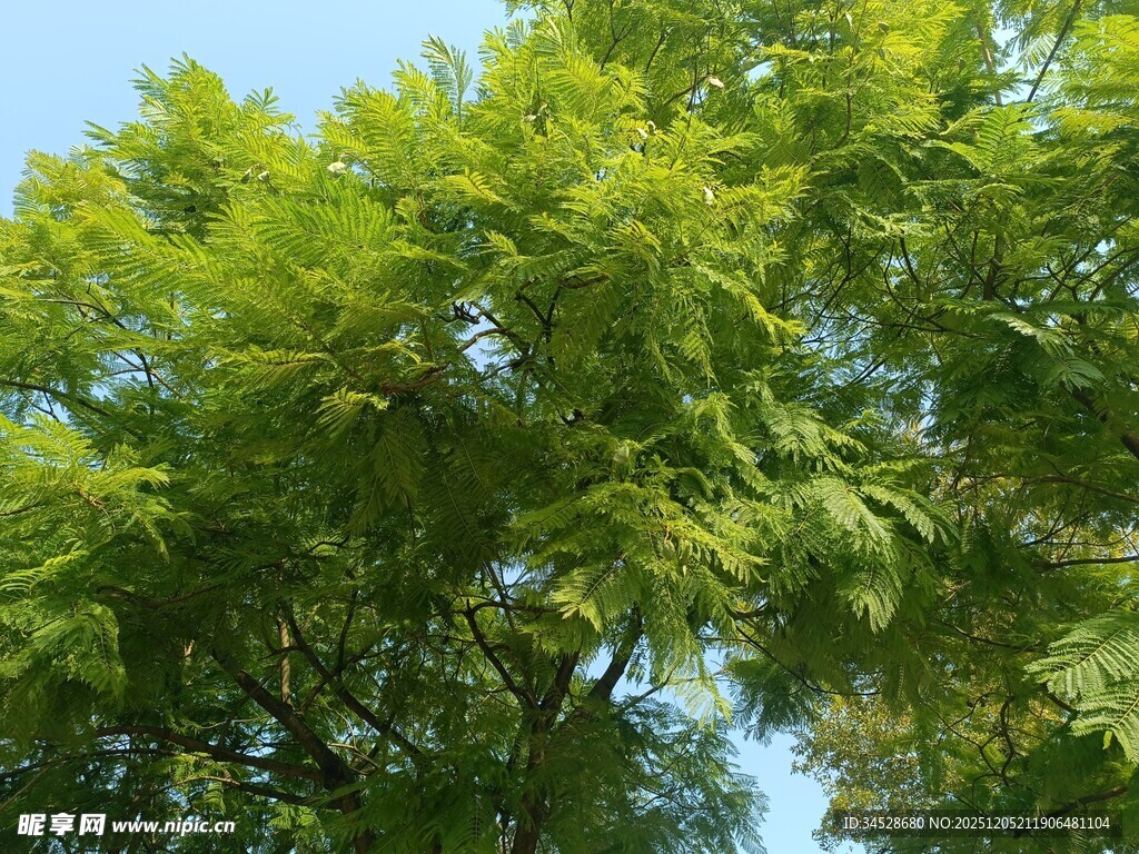 翠绿繁茂的树冠