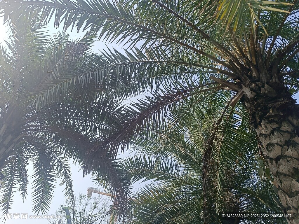 棕榈树林中的光影景象