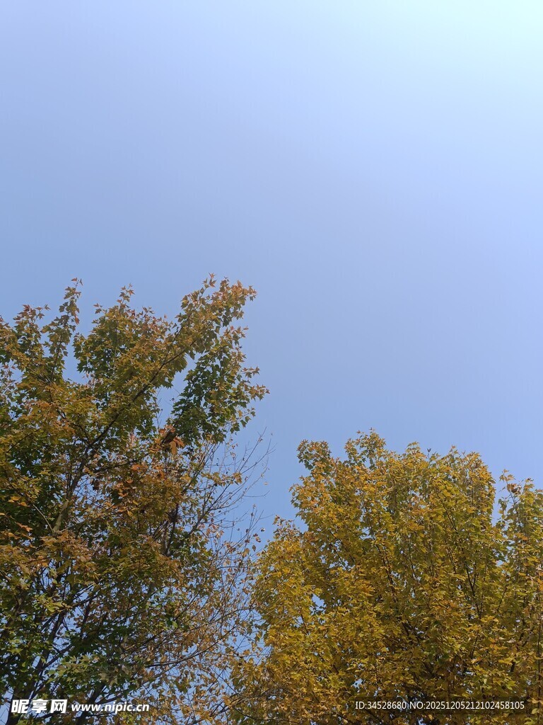 秋日树梢与晴朗蓝天