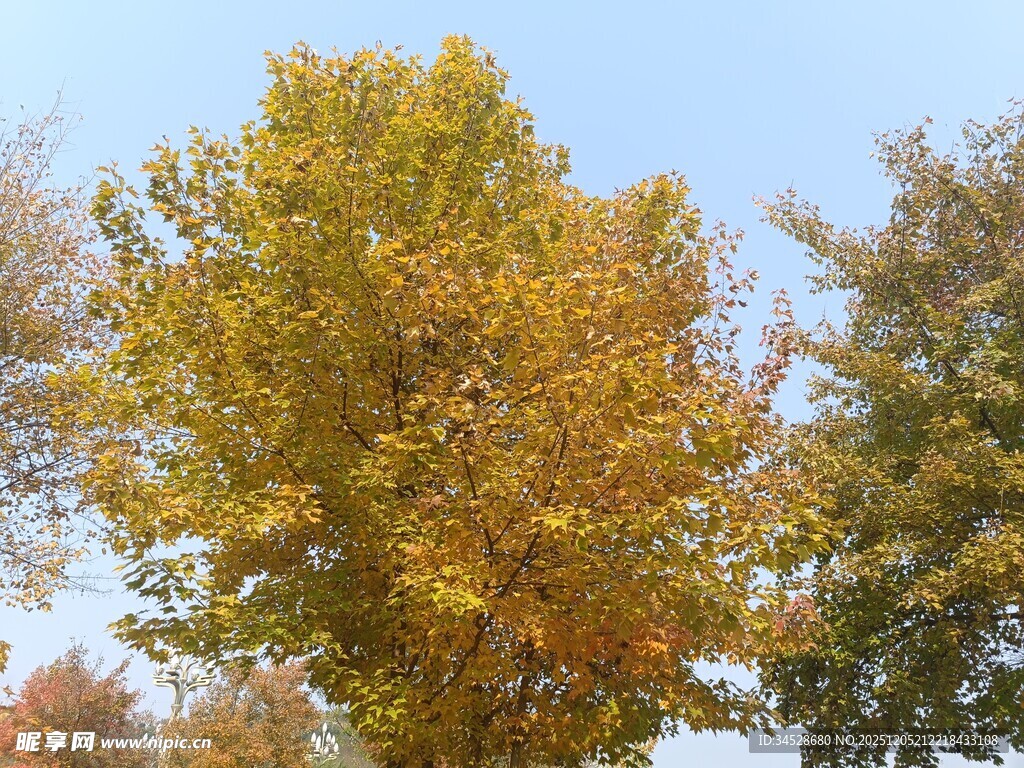 秋日金黄树木景观