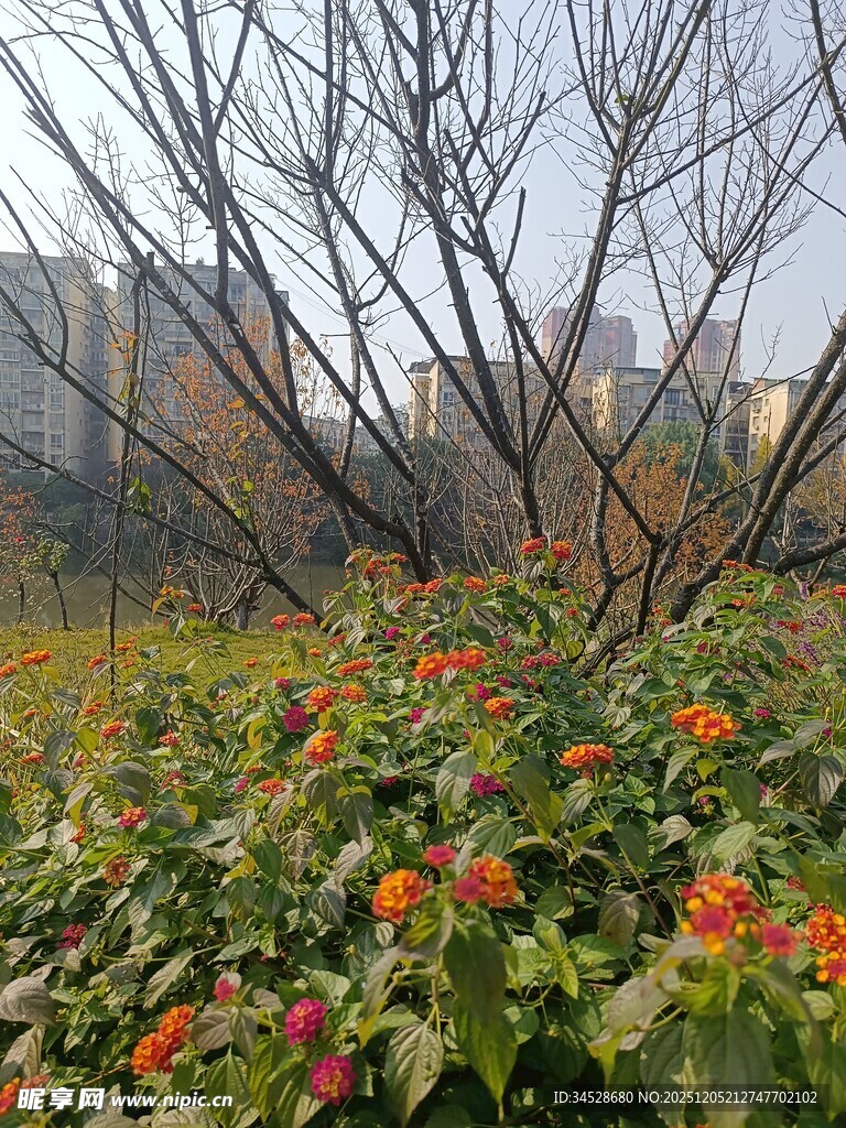 冬日花丛中的萧瑟树木