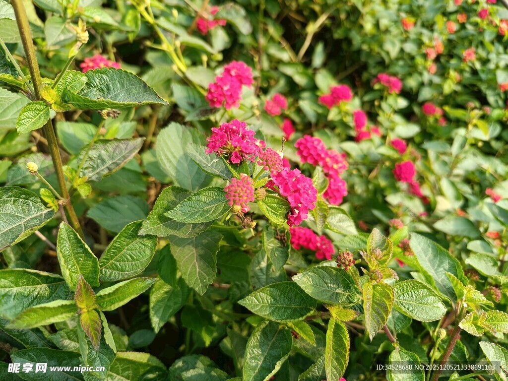 娇艳粉色花卉绽放绿叶间