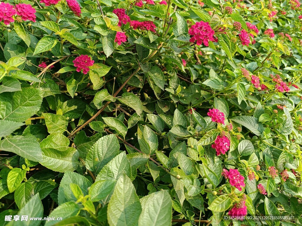 绿叶间绽放的娇艳红花