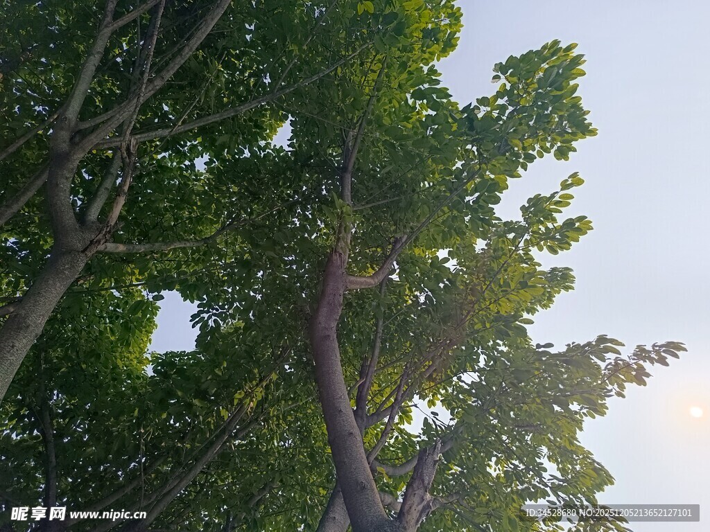 夏日绿树蓝天清新景象