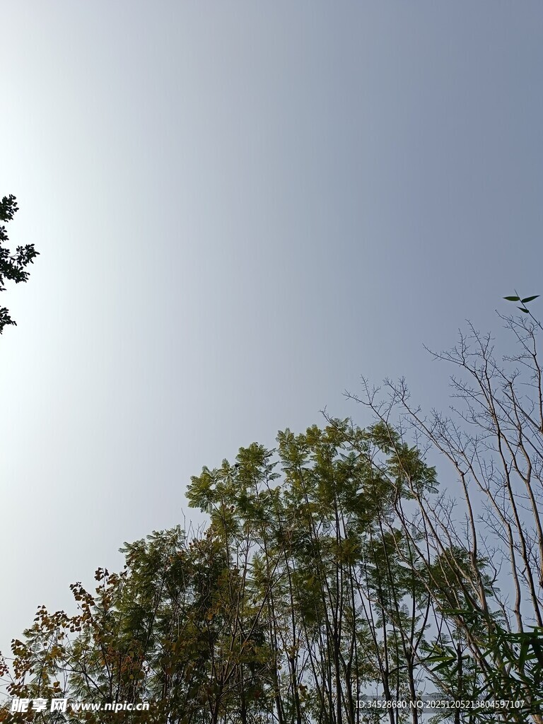 阳光下的树木景致