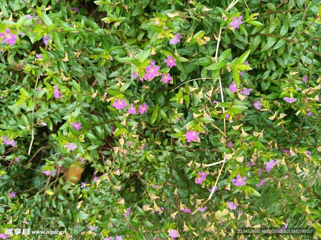 绿叶丛中的粉色小花