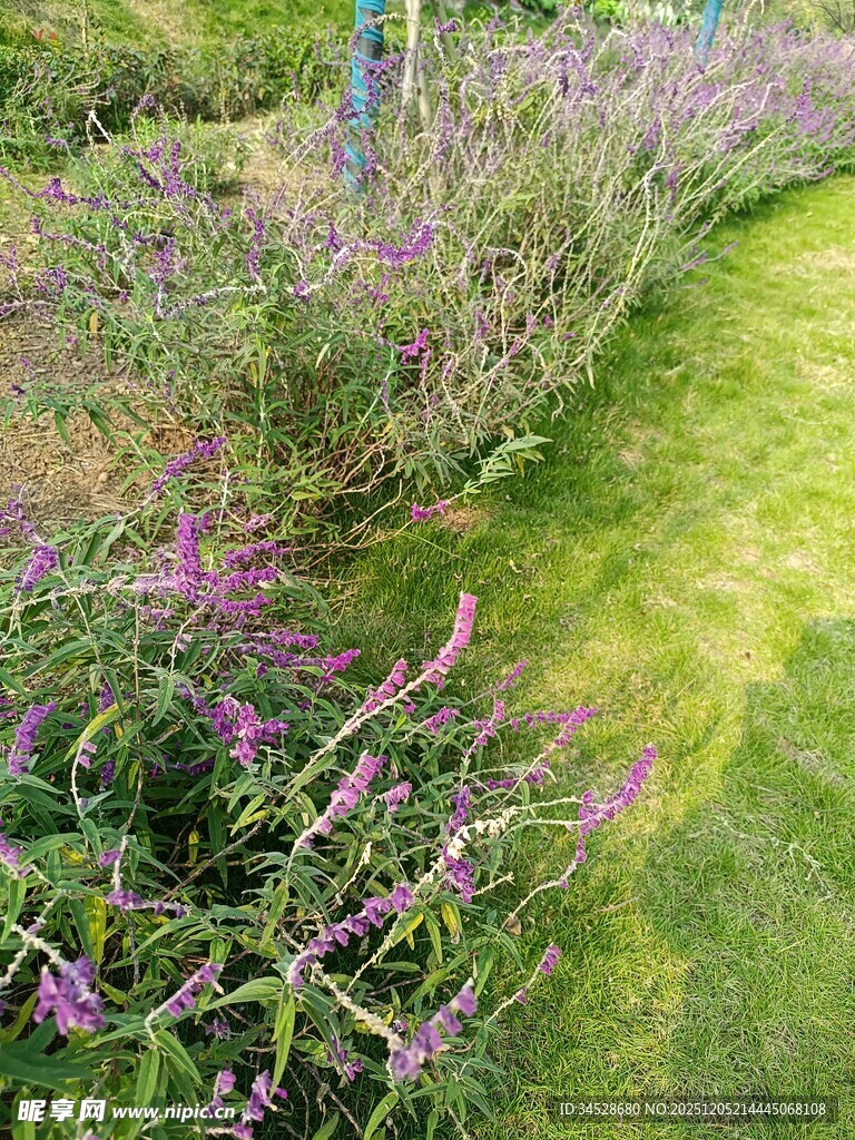 缤纷花草装点的翠绿小径