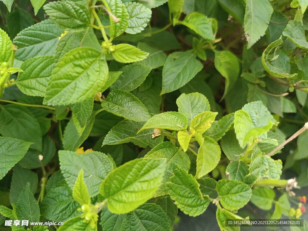 翠绿清新的薄荷植物