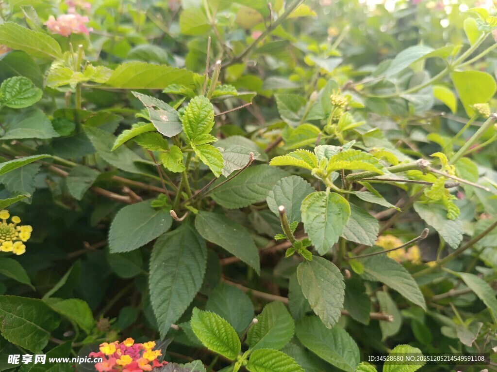 绿叶间的多彩植物果实