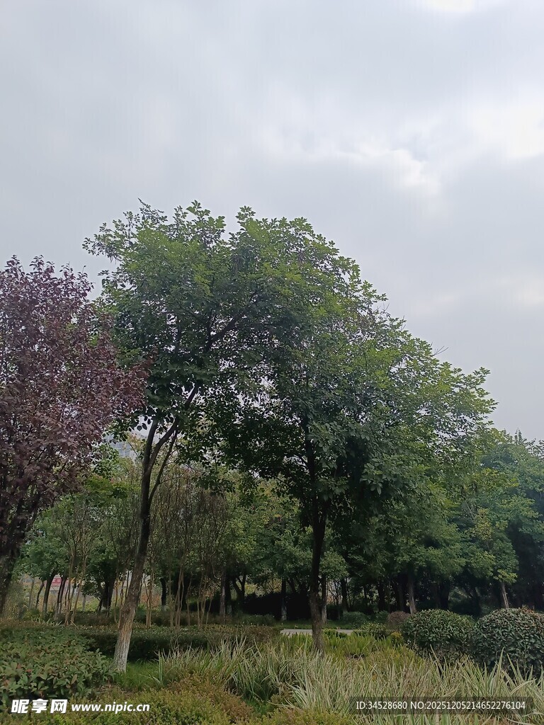 户外绿树成荫的自然景致