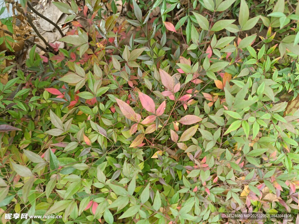 多彩植物叶片特写