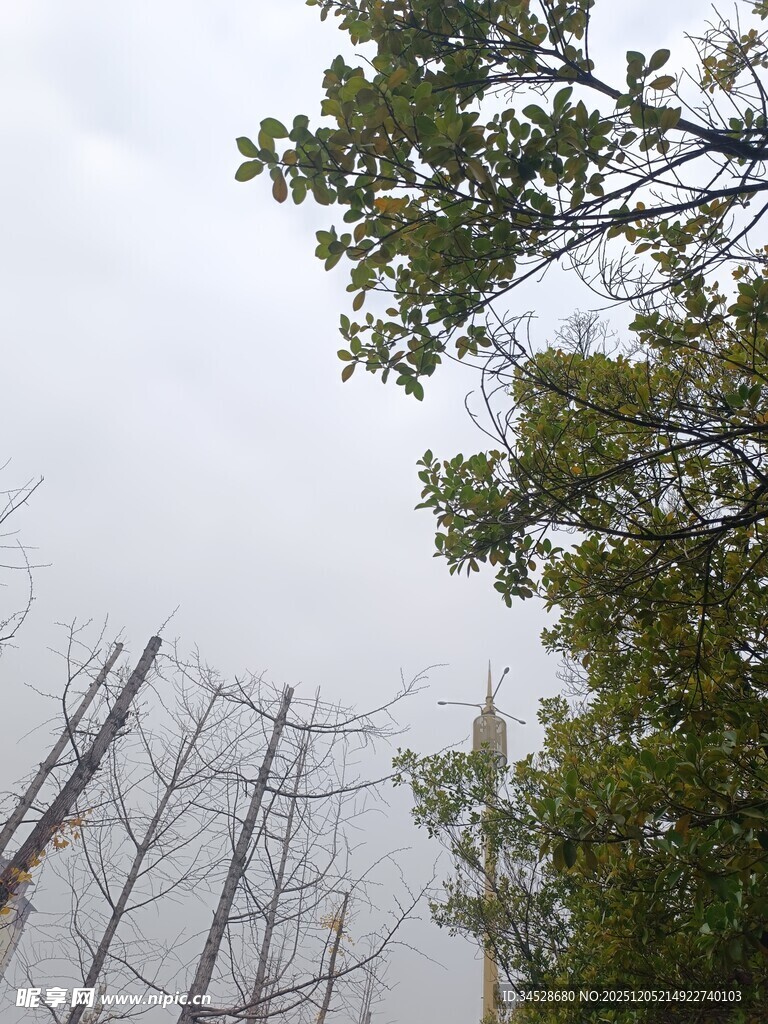 阴天树林中的枯树与绿树