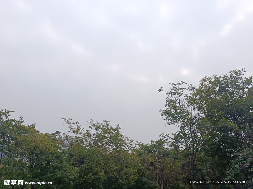 户外绿意盎然的树木景观