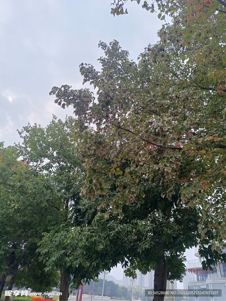 路边葱郁树木与远处景致