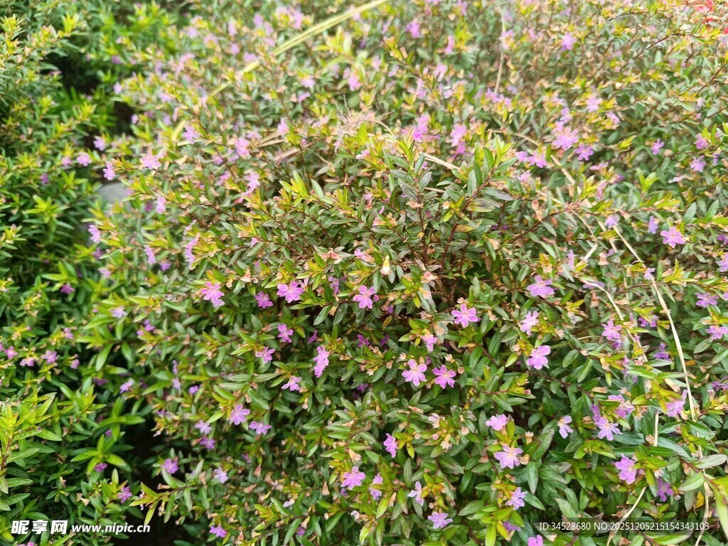 繁茂花丛中的紫色小花