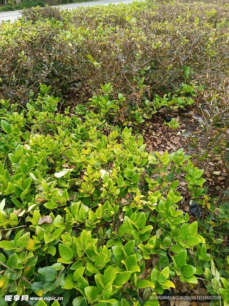 绿意盎然的繁茂植物景观