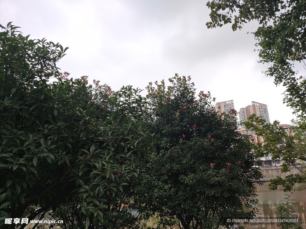 城市中繁茂的绿树景观