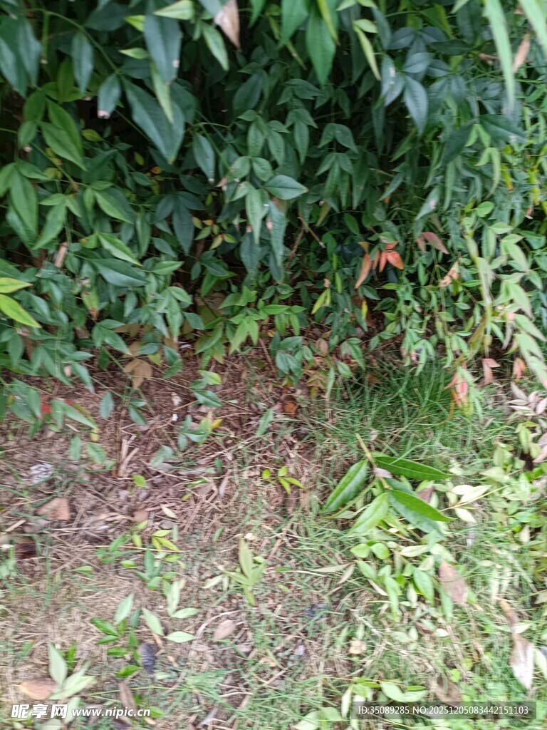 户外绿植丛生的地面场景