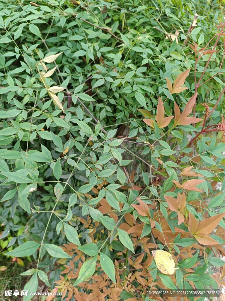 多彩叶片的繁茂植物景观