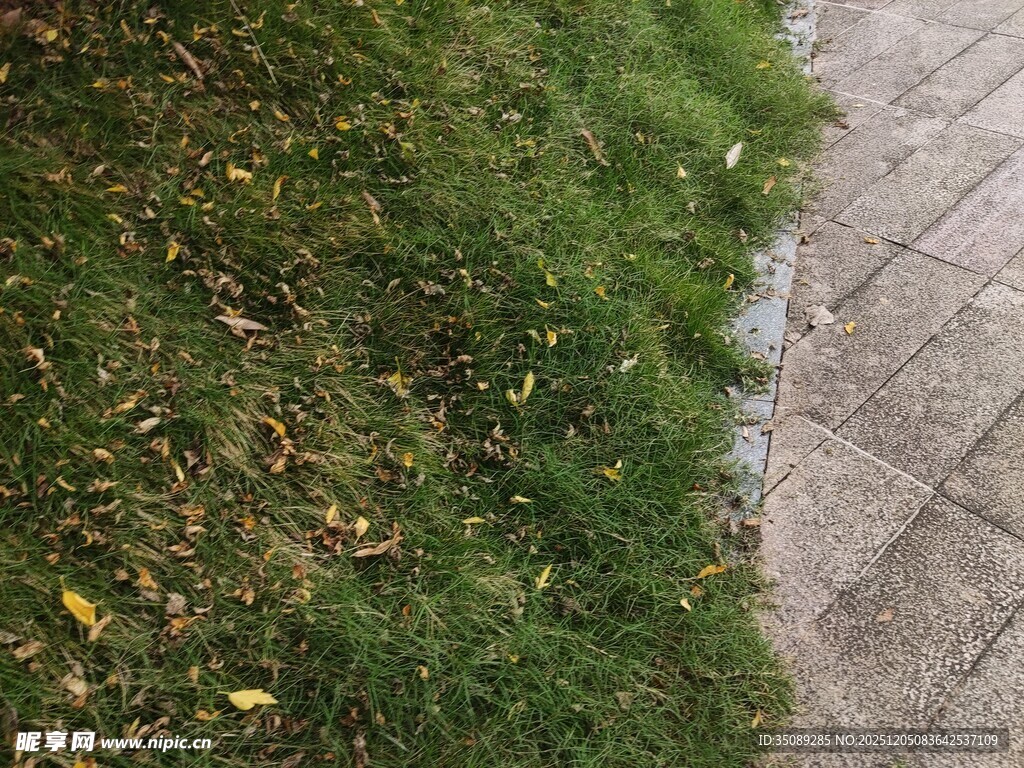 路边嫩绿草地与砖石路面