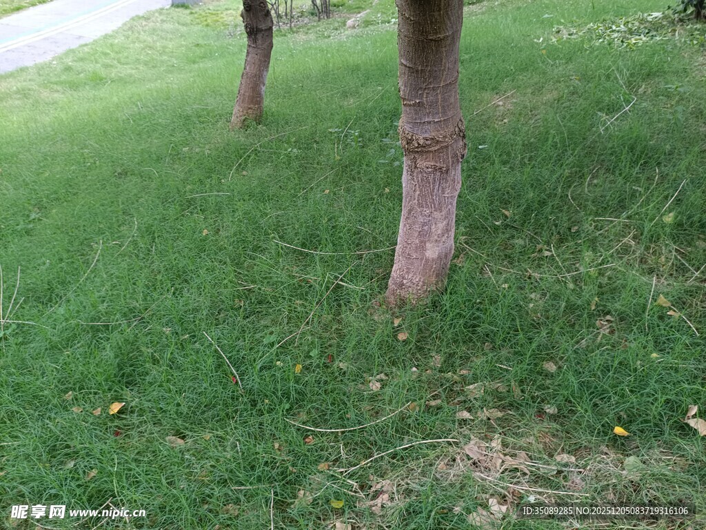 草地中的两棵树干