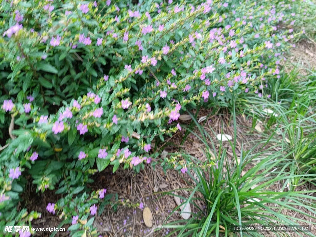 紫色小花点缀的绿意草地