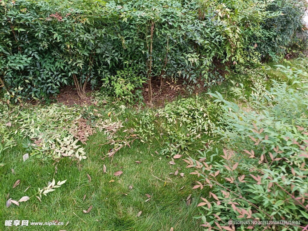 户外绿植草地场景