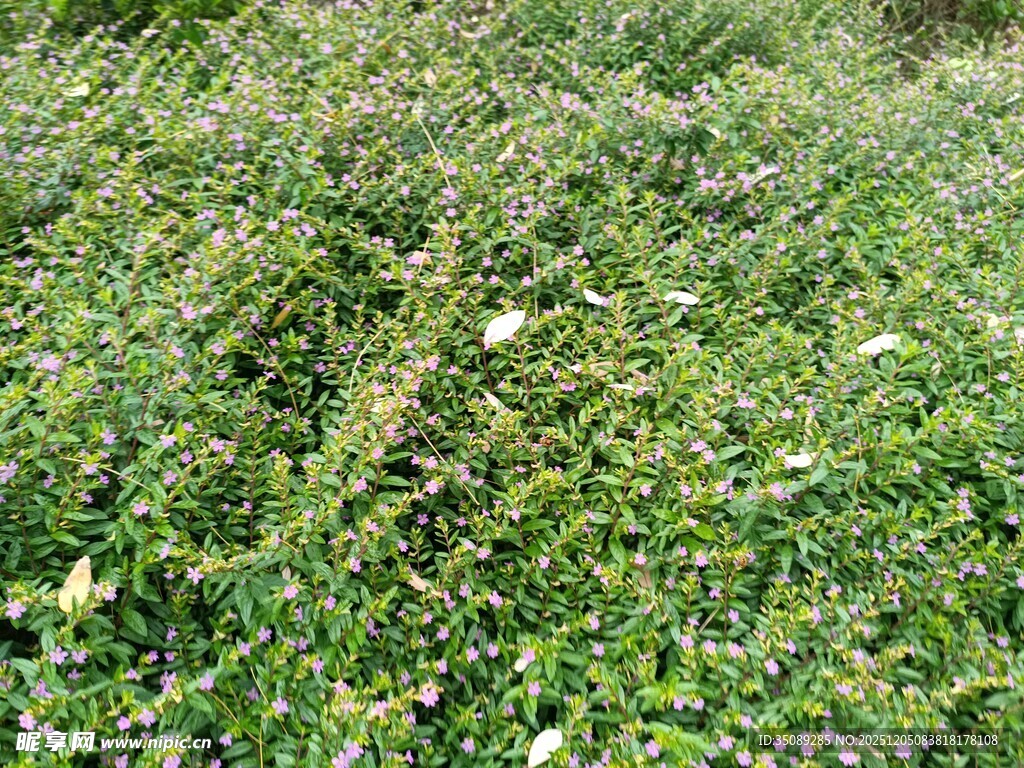 翠绿繁茂的草地景观