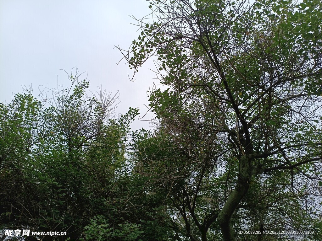 山林间葱郁树木景致