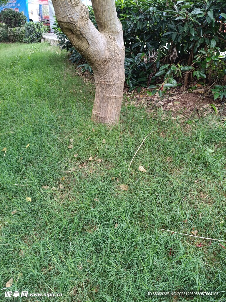 草地旁的树干特写