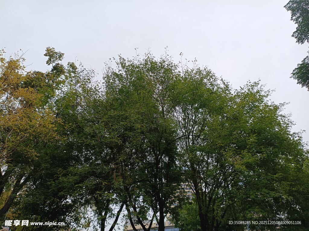 秋日葱郁树林景观