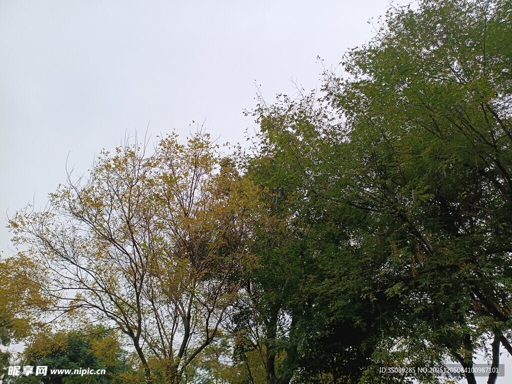 秋日多彩树木景观