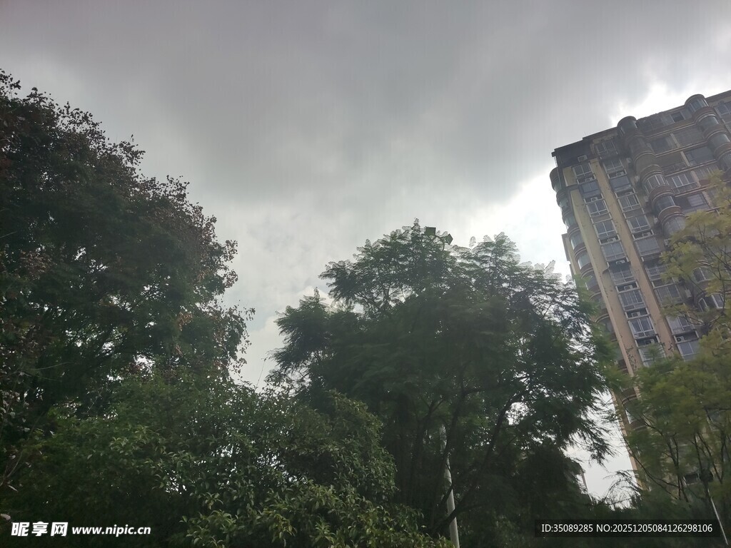 阴天时的树木与高楼