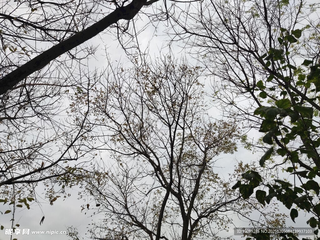 仰视冬日树枝与灰白天空