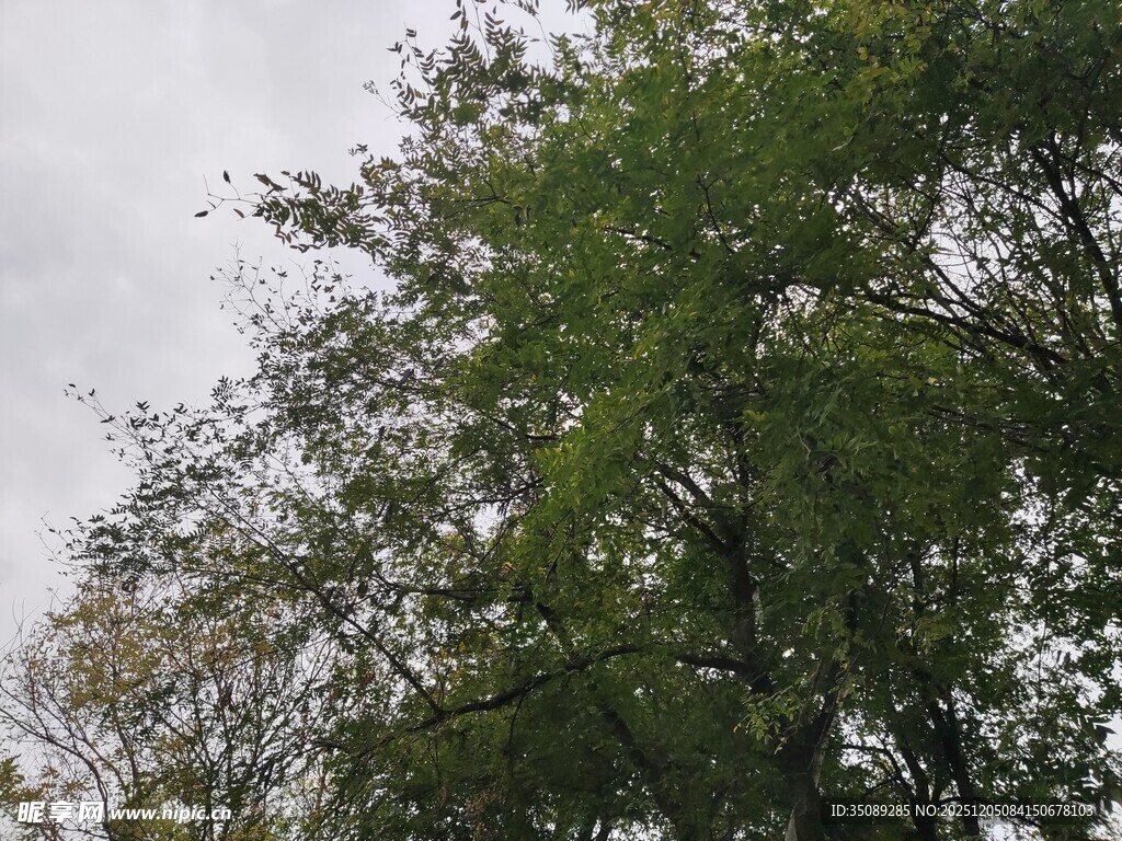 枝叶繁茂的树木