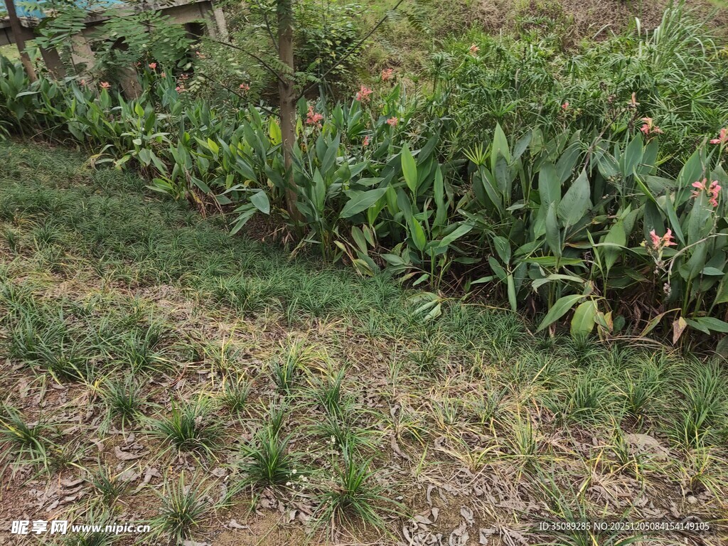 田间玉米与杂草景观