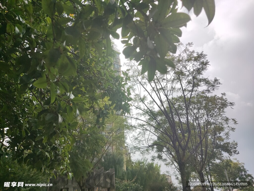 林间绿意天光透过枝叶