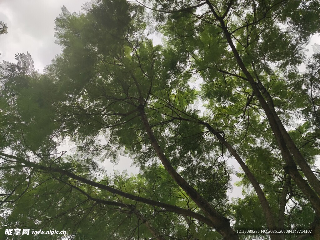 仰视茂密绿树树冠
