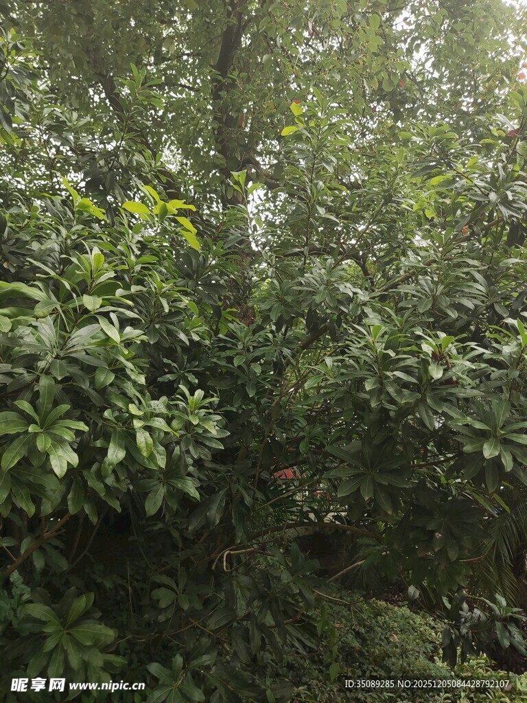 茂密树林中的繁茂绿植