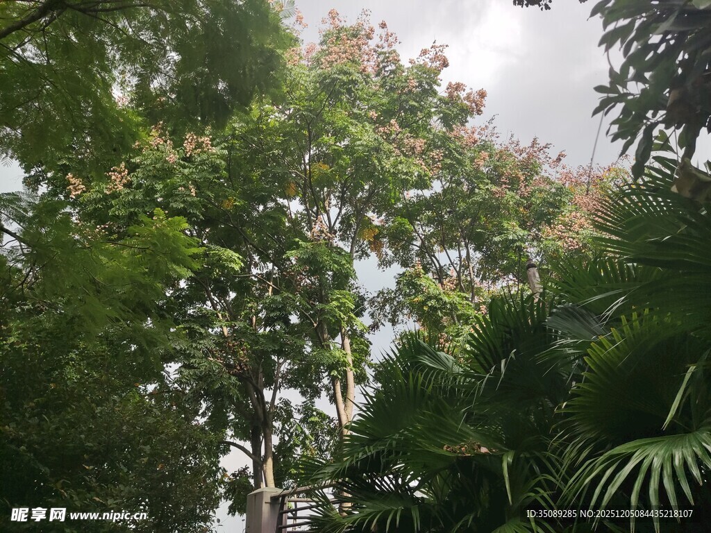 茂密森林绿意盎然景观