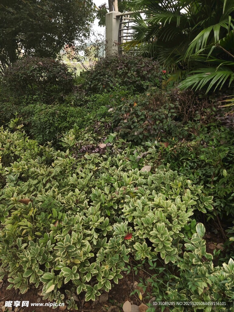 绿意盎然的繁茂植物景观