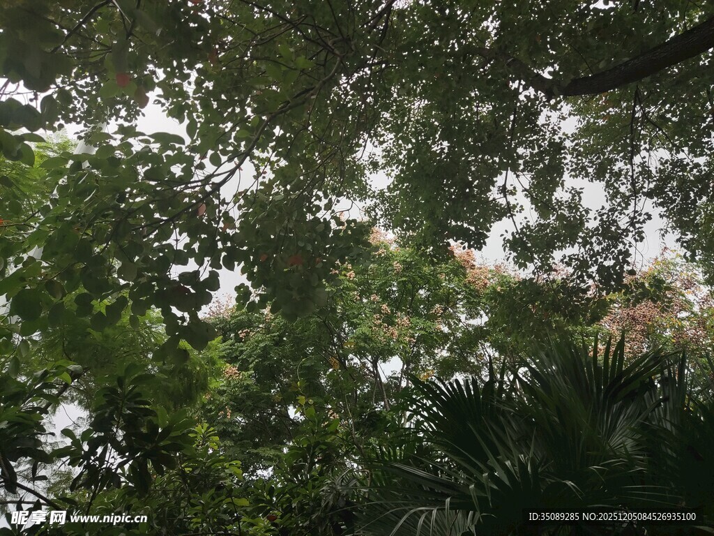 透过枝叶看天空