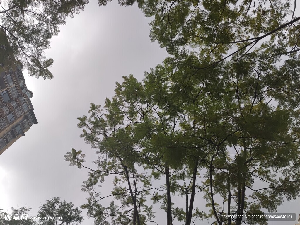 仰视树木与建筑