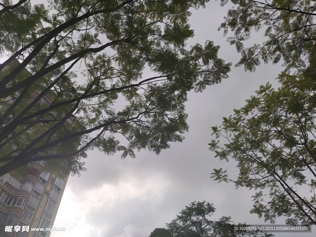 仰视茂林树冠与天空