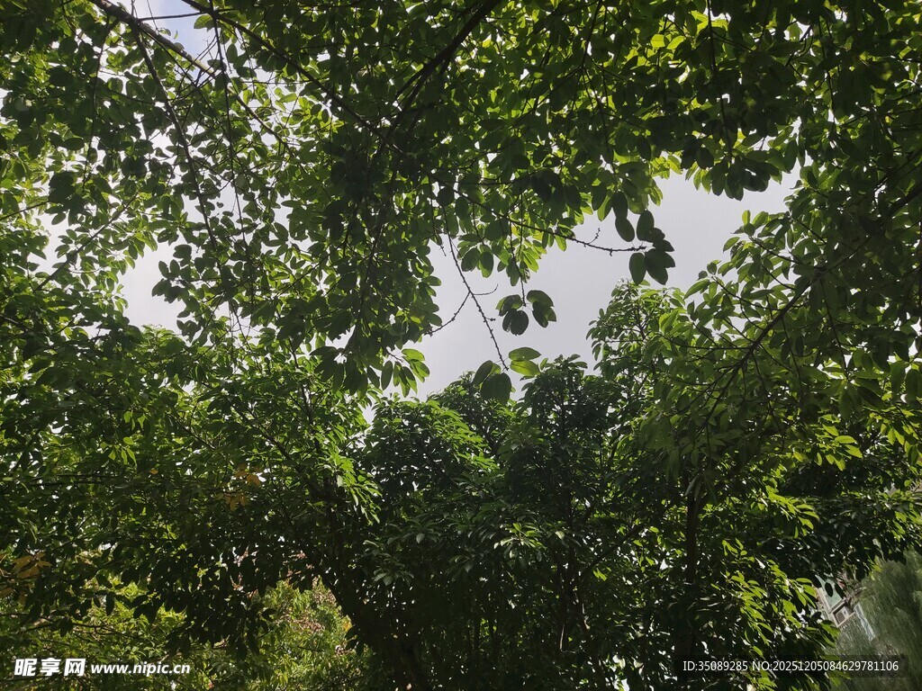 仰视茂密繁茂的绿色树冠